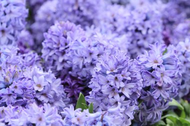 Geleneksel Paskalya çiçekleri, çiçek arkaplanı, Paskalya arkaplanı