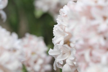 17 Mart 2012 geleneksel paskalya çiçekleri, çiçek arkaplanı, paskalya arkaplanı