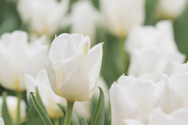 Kolorowe Pole Tulipan Kwiat Show — Zdjęcie stockowe