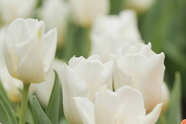 Kolorowe Pole Tulipan Kwiat Show — Zdjęcie stockowe