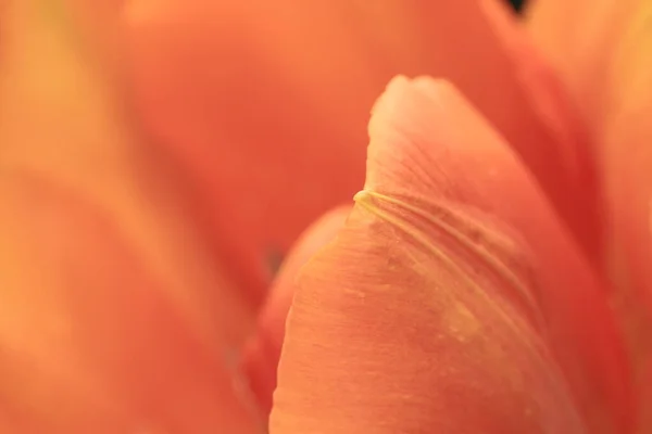 Campo Tulipano Colorato Con Spettacolo Fiori — Foto Stock