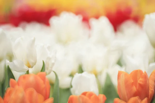 Colorido Campo Tulipa Com Flor Mostrar — Fotografia de Stock