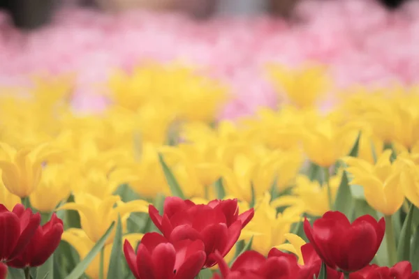 Champ Tulipes Colorées Avec Spectacle Fleurs — Photo