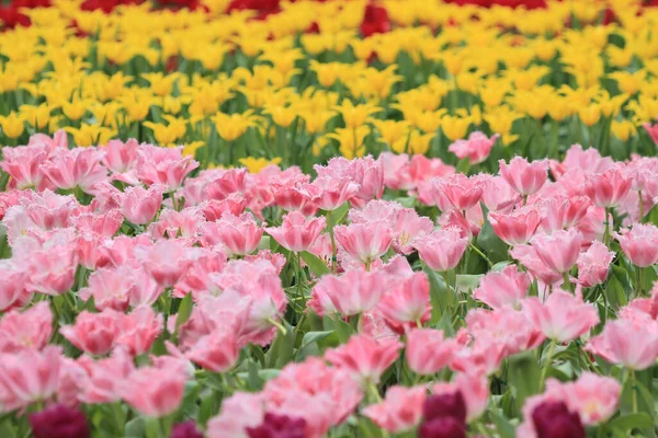 カラフルなチューリップ畑とともにHk花のショー — ストック写真