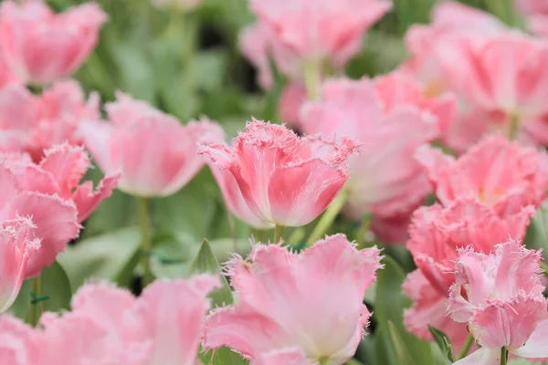 Champ Tulipes Colorées Avec Spectacle Fleurs — Photo