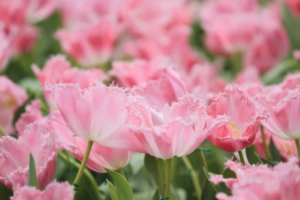Den Farverige Tulip Field Med Blomst Show - Stock-foto
