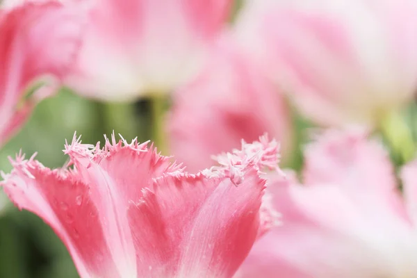 Campo Tulipán Colorido Con Espectáculo Flores —  Fotos de Stock