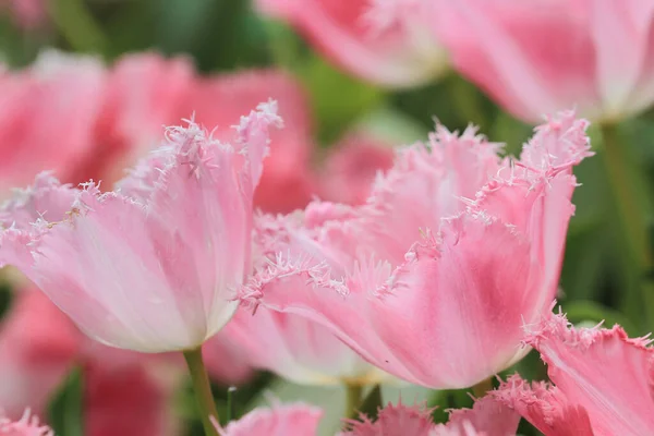 Champ Tulipes Colorées Avec Spectacle Fleurs — Photo