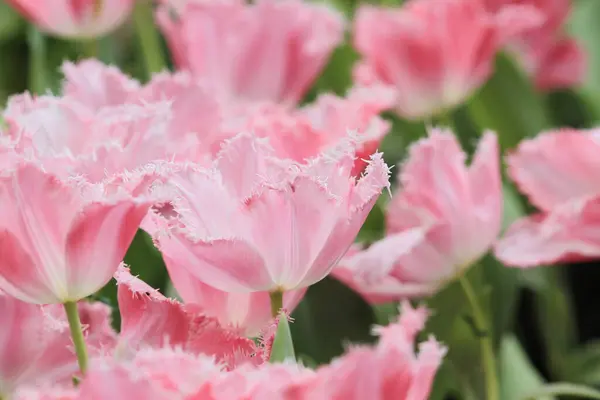 Champ Tulipes Colorées Avec Spectacle Fleurs — Photo