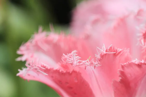 Das Bunte Tulpenfeld Mit Blumenschau — Stockfoto