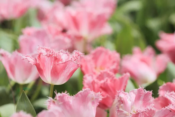 Champ Tulipes Colorées Avec Spectacle Fleurs — Photo