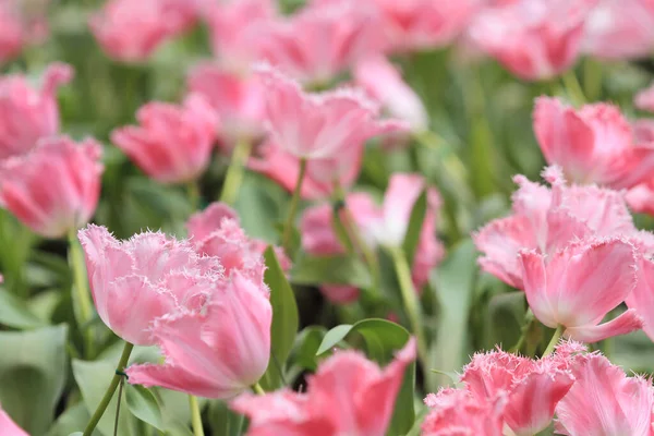 Den Farverige Tulip Field Med Blomst Show - Stock-foto