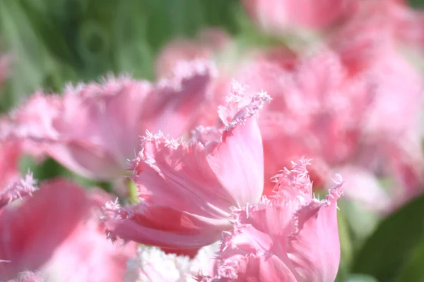 Champ Tulipes Colorées Avec Spectacle Fleurs — Photo