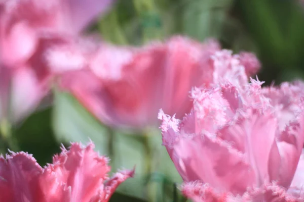 Campo Tulipán Colorido Con Espectáculo Flores —  Fotos de Stock