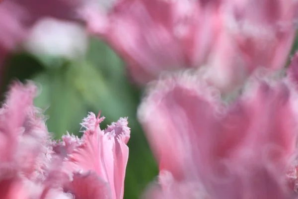 Champ Tulipes Colorées Avec Spectacle Fleurs — Photo