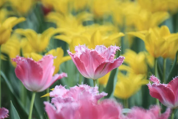 Champ Tulipes Colorées Avec Spectacle Fleurs — Photo