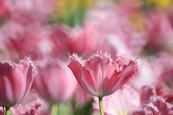 Campo Tulipán Colorido Con Espectáculo Flores —  Fotos de Stock