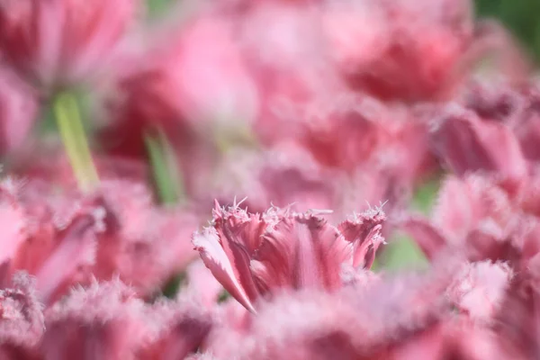 Campo Tulipán Colorido Con Espectáculo Flores —  Fotos de Stock