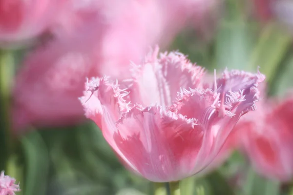 Champ Tulipes Colorées Avec Spectacle Fleurs — Photo