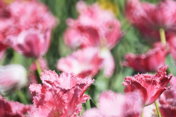 Champ Tulipes Colorées Avec Spectacle Fleurs — Photo