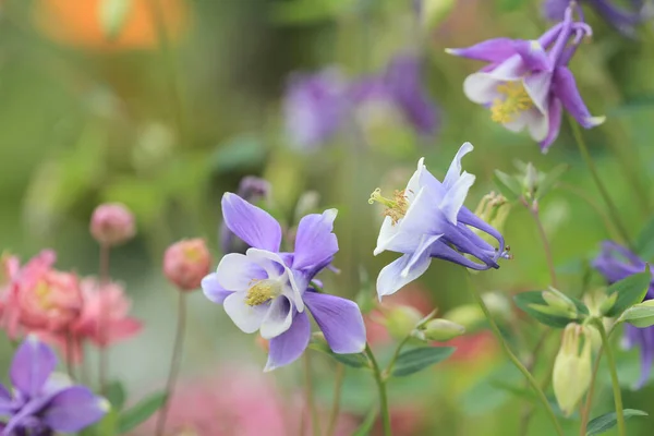 Die Natur Der Blume Aquilegia Fabelhaft Schöne Blumen — Stockfoto