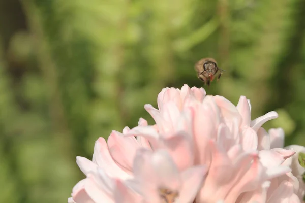 Mars 2012 Traditionella Påsk Blommor Blomma Bakgrund Påsk Bakgrund — Stockfoto