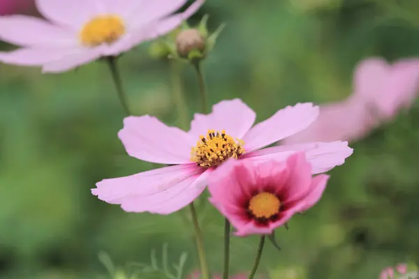 Uma Flor Cosmos Cosmos Rosa Flores Campo — Fotografia de Stock