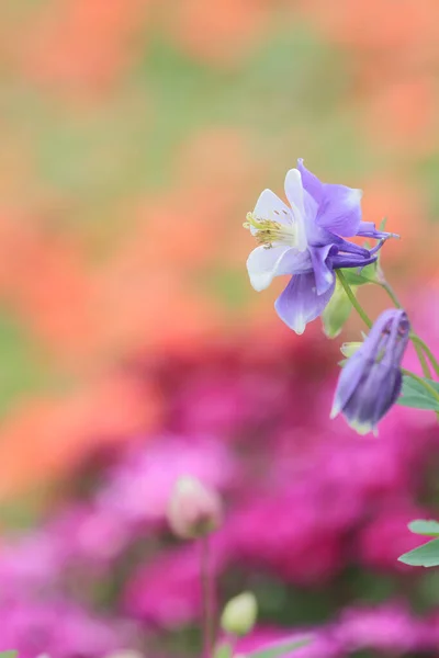 Mars 2012 Parterre Fleurs Multicolores Sur Une Pelouse Hong Kong — Photo