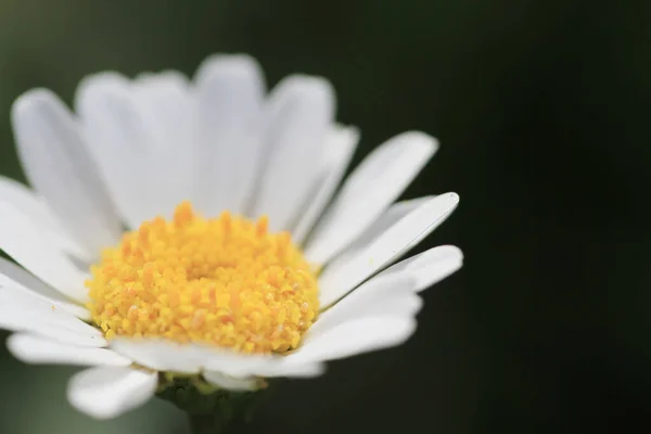 March 2012 Field Daisy Flowers Flowers Blooming Nature — Stock Photo, Image