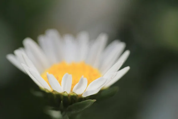 Mars 2012 Fält Tusensköna Blommor Blommorna Blommar Naturen — Stockfoto