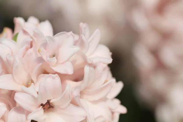 Mars 2012 Traditionella Påsk Blommor Blomma Bakgrund Påsk Bakgrund — Stockfoto