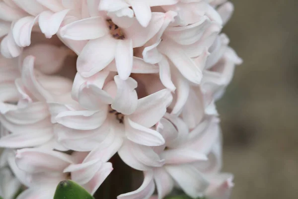 Mars 2012 Traditionella Påsk Blommor Blomma Bakgrund Påsk Bakgrund — Stockfoto