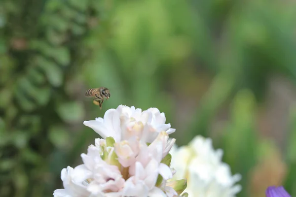 Maart 2012 Traditionele Pasen Bloemen Bloem Achtergrond Pasen Achtergrond — Stockfoto