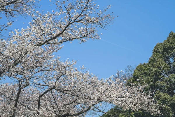 Güzel Kiraz Çiçekleri Beyaz Sakura Çiçekleri Nijo Kalesi — Stok fotoğraf