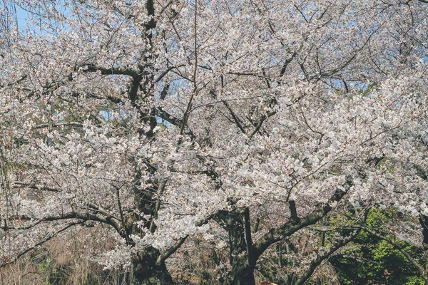 Vacker Körsbärsblomma Vit Sakura Blomma Nijo Slott — Stockfoto