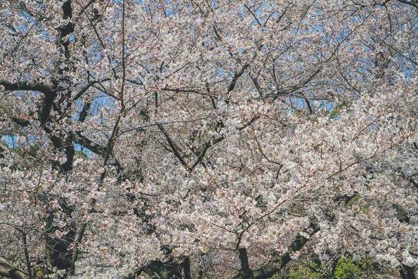Прекрасна Квітка Вишневого Цвіту Квітка Біла Сакура Замок Ніхо — стокове фото