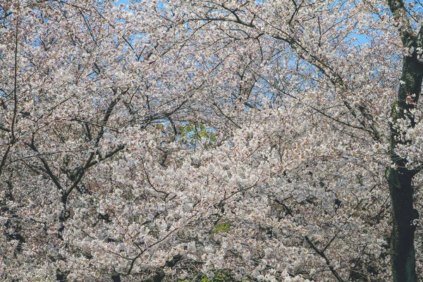 Schöne Kirschblüte Weiße Sakura Blume Nijo Burg — Stockfoto