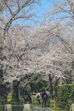 Beyaz kiraz çiçeği, sakura çiçeği, Nijo Kalesi