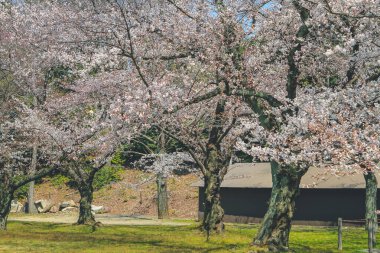 Bahar serisi, güzel Cherry blossom, beyaz sakura çiçek çiçekler