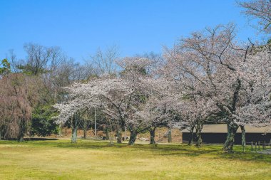 Bahar serisi, güzel Cherry blossom, beyaz sakura çiçek çiçekler