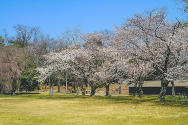Bahar serisi, güzel Cherry blossom, beyaz sakura çiçek çiçekler