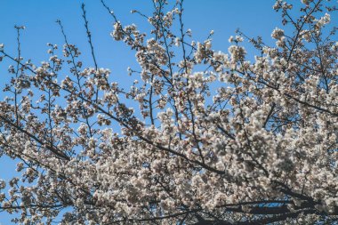 Güzel kiraz çiçekleri, beyaz sakura çiçekleri, Nijo Kalesi
