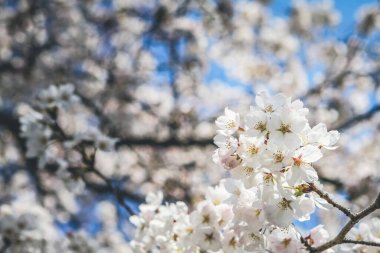 Güzel kiraz çiçekleri, beyaz sakura çiçekleri, Nijo Kalesi