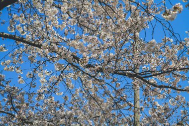 Beyaz kiraz çiçeği, sakura çiçeği, Nijo Kalesi