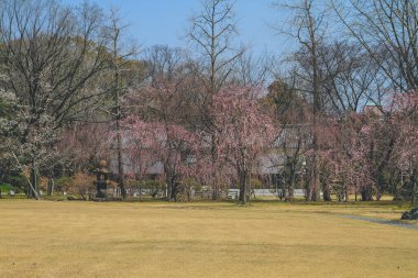 Bahar serisi, güzel Cherry blossom, beyaz sakura çiçek çiçekler