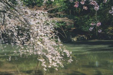 Kyoto, Japonya - Nijo Kalesi parkında kiraz ağaçları sakura.