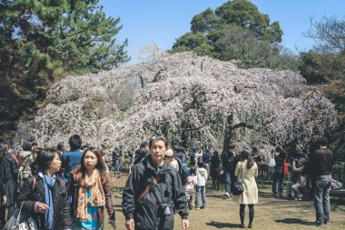 Kyoto İmparatorluk Sarayı Turistleri, 8 Nisan 2012