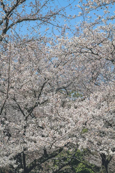 Vit Körsbärsblomma Sakura Blomma Nijo Slott — Stockfoto