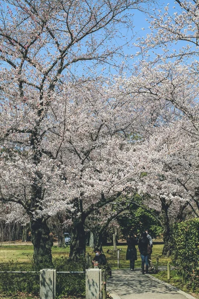 Beyaz Kiraz Çiçeği Sakura Çiçeği Nijo Kalesi — Stok fotoğraf
