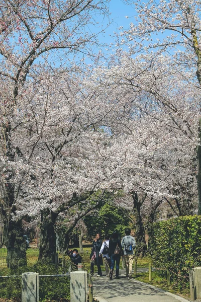 Λευκό Άνθος Κερασιάς Λουλούδι Sakura Κάστρο Nijo — Φωτογραφία Αρχείου